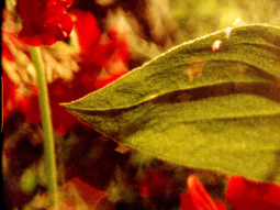 Who Has Seen the Wind?by Panu Johansson